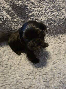 Jorkšířský teriér s PP - 10