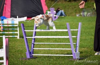 Nabízím předváděcí akci králičího hopu - 10