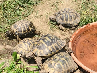 želva zelenavá a vroubená- odrostlá mláďata - 10