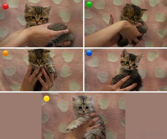 Koťata WHISKAS - 10