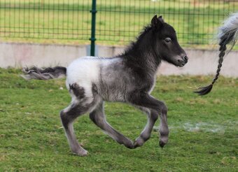 Prodám minihorse - miniappaloosa hřebeček - 10