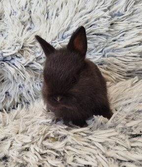 Zakrslý krátkouchý s VP - 10