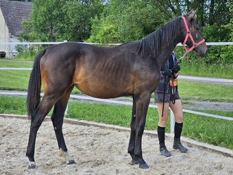 El Star – roční klisnička po El Barone 111 Z - 10