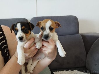 Jack Russell štěňátka - 10