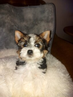 Biewer yorkshire terrier - 10