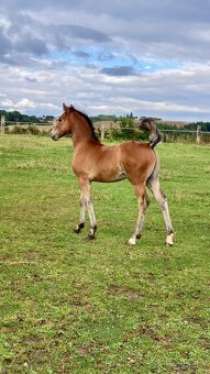 Koně od 50 tis. - Welsh Cob - 10