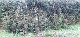 Vánoční stromky, stromečky, špičky a větve na výzdobu - 10