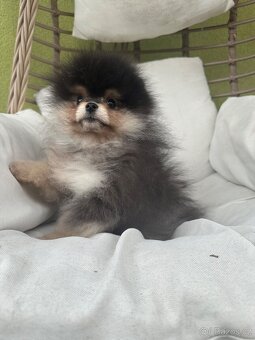 Pomeranian s pp FCI - 10