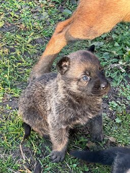 Belgický ovčák x Německý ovčák - 10