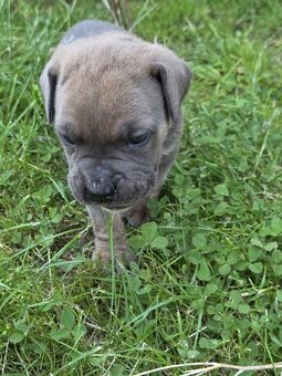 cane corso - 10