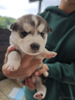 Štěnátka SIBIŘSÁ HUSKY - 10