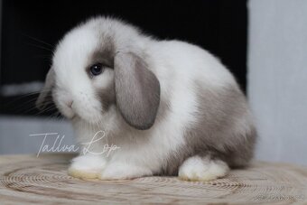 Minilop Králičci - TALLVALOP - 10