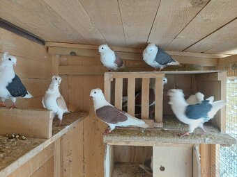 Holuby - staroněmecký racek - 10