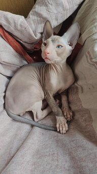 Koťátka Don sphynx bez PP - 10