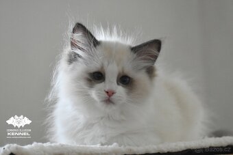 Ragdoll s PP – nádherná seal bicolor kočka na výstavy a chov - 10
