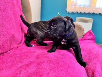 Stafordšírský bulteriér bez PP - 10