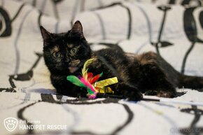 Nina ❤ želvovinová kráska ❤ - 10