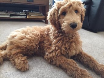 Goldendoodle F1 - 10