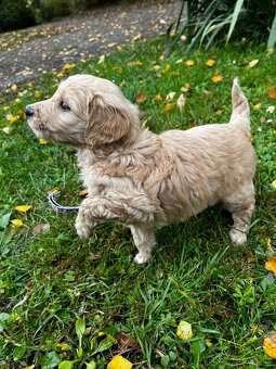 Goldendoodle šteniatka F2 - 10