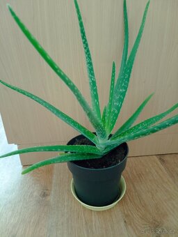 Aloe vera - 10