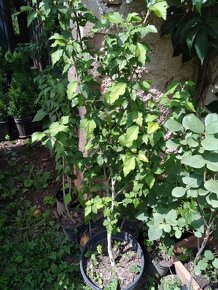 Ibišek syrsky-keř s napadnými květy. ♤ - 10