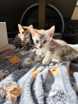 Bengálský Mink kocourek s PP - 10