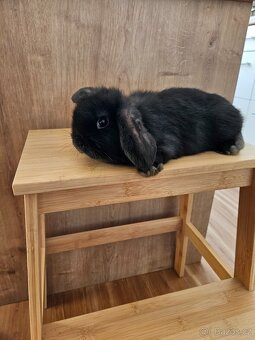 Zakrslý králík - 10