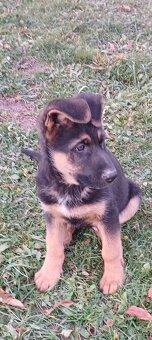 Německý ovčák-šťěně - 10