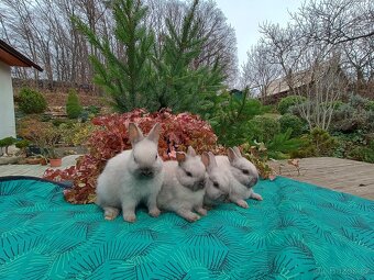 Zakrslý siamský žlutý miminka - 10