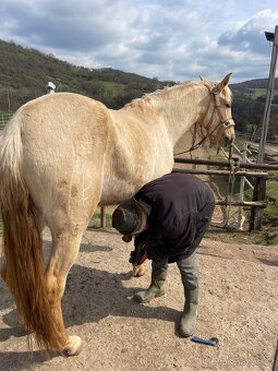 Lusitano klisna PSL v exkluzivní barvě palomino DUN - 10