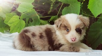 Border kolie , Collie , kolia - 10