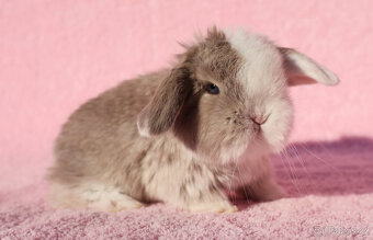 Zakrslí beránci NHD modrá očka . - 10