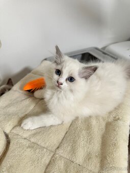 Ragdoll koťátka s PP - 10