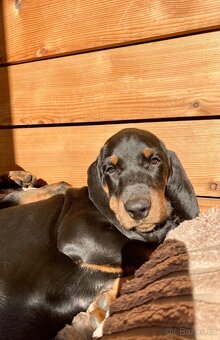Black and Tan Coonhound s PP FCI - 10