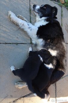 Štěňata Border kolie - 10