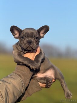 Francouzský buldoček - 10