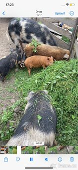 Kune Kune - 10