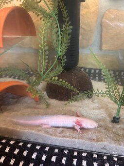 Axolotl - 10