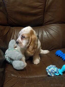 Anglický kokršpaněl barevný holky i kluci - 10