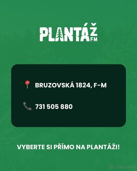 Vánoční stromky přímo z plantáže F-M - 10