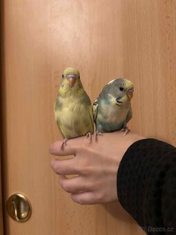 Prodám mladé andulky po vylétnutí z budky - 10
