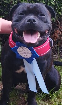 Stafordšírský bulteriér - Krycí pes - 10