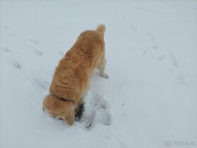 Možnost krytí. Zlatý retriever. - 10