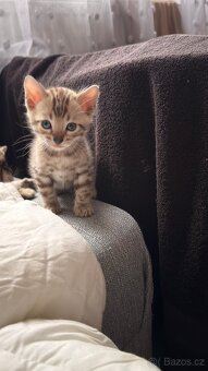 Bengálská koťata - 10