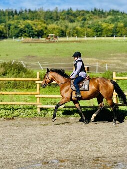 Vestfálská klisna pro děti i do sportu - 10