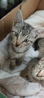 Po mamince kanadský sphynx, tatínek Evropan nabízíme kocourk - 10