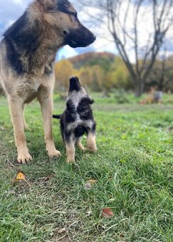 Štěňata německého ovčáka - 10