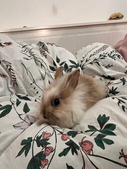 Mláďata zakrslého králíka na prodej - 10