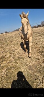 Prodej chlazených a mražených inseminačních dávek - 10