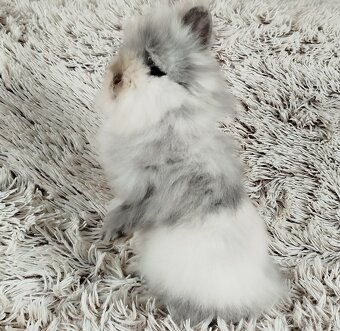 Zakrslý králík, králíček -(TEDDY)-MORTY - 10